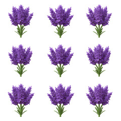 set of purple lavender