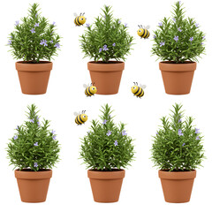 herbs in a pot