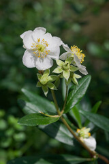 Beautiful close-up of carpenteria californica