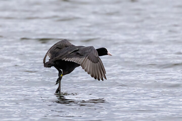 Eurasian coot