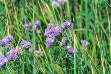 Purple flower vernonia growth and blossom in autumn on meadow. Wildflower of the asteraceae family...