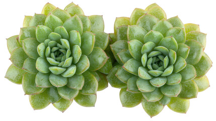 Obraz premium Two Succulent Plants with Green Leaves on PNG Transparent Background
