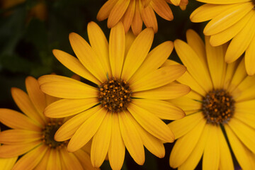 yellow chrysanthemum flower