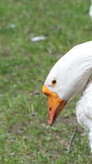 A close-up of a white goose showcasing its unique features in a natural park setting, emphasizing...