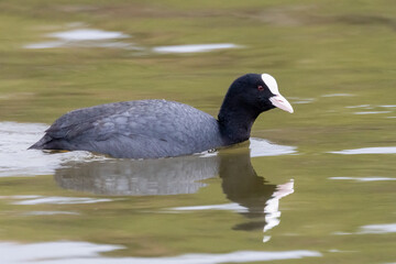 Eurasian coot