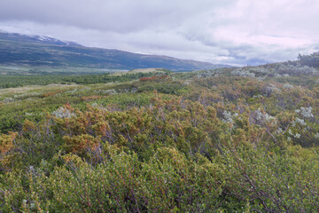 Der Dovrefjell Nationalpark in Norwegenmit seinen charakteristische Pflanzen und Wegen. Gesehen auf dem Pilgerweg St. Olavsweg, Gamle Kongevegen auf dem Weg von Oslo nach Trondheim.