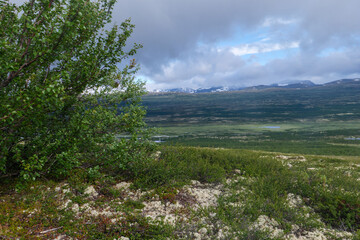 Der Dovrefjell Nationalpark in Norwegenmit seinen charakteristische Pflanzen und Wegen. Gesehen auf...