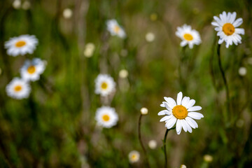 Fototapeta premium Dasies in the wild