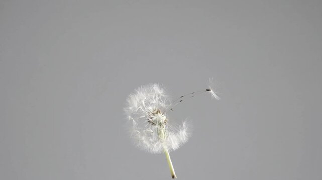 Delicate white dandelion seed head gently releasing featherlight seeds, drifting softly against minimal grey background, symbolizing natural lifecycle and ethereal beauty of botanical dispersal