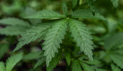 A leaf of marijuana on a blurred natural background. Selective focus.