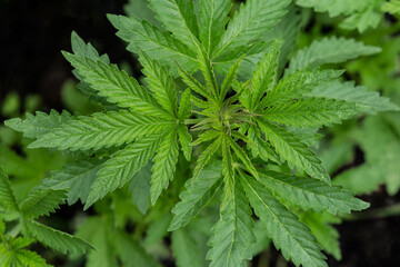 A plant of cannabis on a blurred natural background. Selective focus.