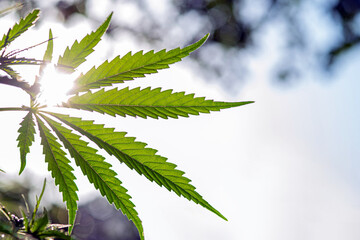 The sun's rays shine through cannabis leaves with dew drops on the tips.