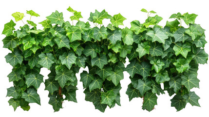 Fototapeta premium Green Ivy Plant with PNG transparent background, leaves and nature element