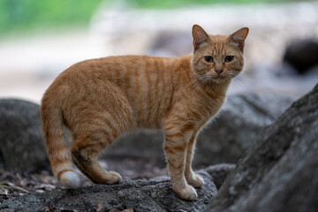 Wild cat
