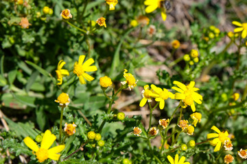 Obraz premium Aerial and panoramic view of the stunning and unique nature and rock formation, fairy chimneys of Cappadocia, Goreme, Turkiye on a beautiful spring blue sky day with yellow wildflower blooming 
