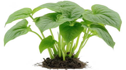 A vibrant green plant with large leaves growing on a PNG transparent background