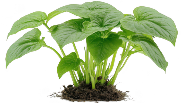 A vibrant green plant with large leaves growing on a PNG transparent background