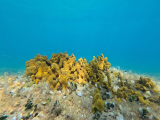 Vibrant coral formations sit on the ocean floor, illuminated by sunlight filtering through clear...
