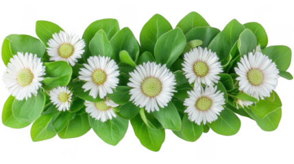 Beautiful close-up of white daisy flowers and green leaves with PNG transparent background