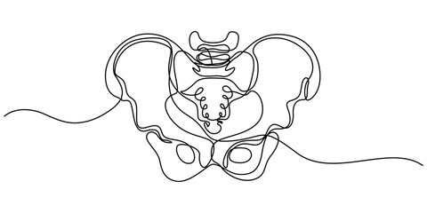 Human pelvic bone in continuous one line drawing. Anatomical structure. Editable vector, Part of the human skeleton - spine, pelvic bone and thighs. Orthopedic diagnostics. Line art graphic style