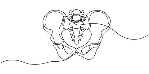 Human pelvic bone in continuous one line drawing. Anatomical structure. Editable vector, Part of the human skeleton - spine, pelvic bone and thighs. Orthopedic diagnostics. Line art graphic style