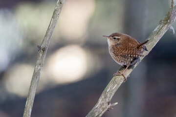 Wren