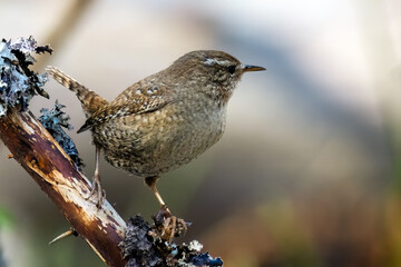 Wren