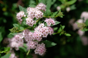 small pink flowers close up
