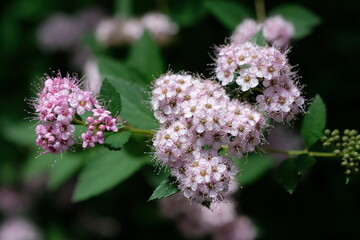 small pink flowers close up
