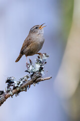 Wren