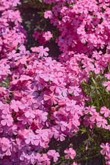 Obraz premium Carpet of lawn cherry trees in full bloom and overgrown mountains.