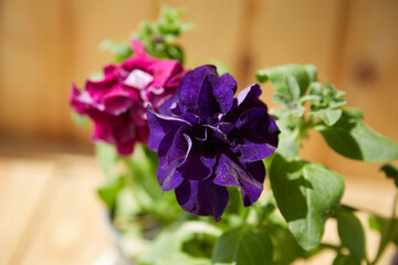 Purple petunia in sunlight — a metaphor for growth, care, and inspiration. Applicable in...