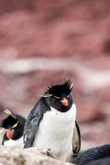 Rockhopper penguin in Puerto Deseado