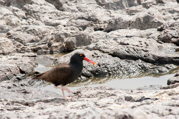 Magellanic Oystercatcher (Haematopus leucopodus) on the coast of Puerto Deseado