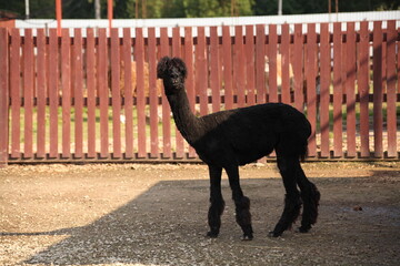 Black alpaca standing on gravel near a red wooden fence in a sunny zoo enclosure. The animal has a...