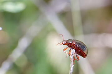 Close up view of a beetle on a twig in a natural setting during daylight hours