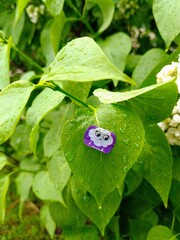 
Sad purple sticker on green tree leaf