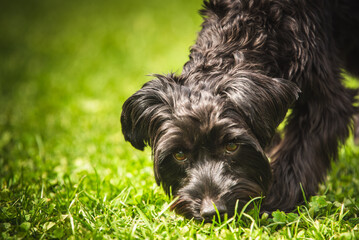 A Playful Yorkshire terrier Black Dog Joyfully Exploring the Lush Green Grass under a Bright Sunlight