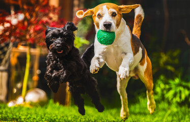 Playful Dogs are Joyfully Jumping Around in the Garden while Chasing a Green Ball