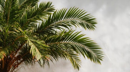 Fototapeta premium Lush green palm fronds sway gently against a cloudy sky creating a tranquil tropical scene perfect for summer designs.