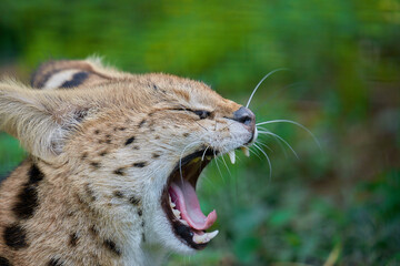 Serval cat yawning on grass field