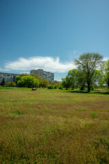 Obraz premium Horse Grazing in Lush Green Field with Trees and Distant Buildings