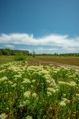 Wildflowers in Foreground of Open Field with Distant Buildings and Blue Sky