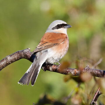 Red-backed Shrike