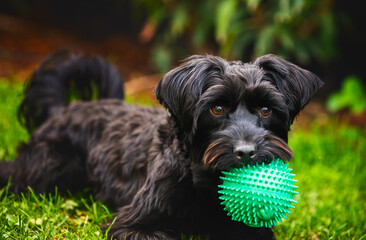 A Playful Black Yorkshire Terrier Playing with a Bright Green Spiky Ball in a Beautiful and Lush Garden Environment