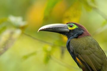 Yellow-eared toucanet (Selenidera spectabilis) is rare species of toucans in Costa Rica), detail, portrait
