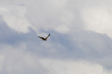 Majestic bird soaring through a cloudy sky during late afternoon in a tranquil natural setting