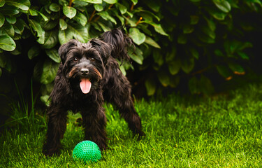 A small black dog is happily playing with a bright green ball in the grass