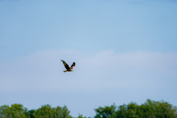Majestic hawk soaring gracefully over lush green trees against a clear blue sky