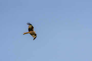 Wild raptor soaring gracefully in the clear blue sky during midday flight over open countryside